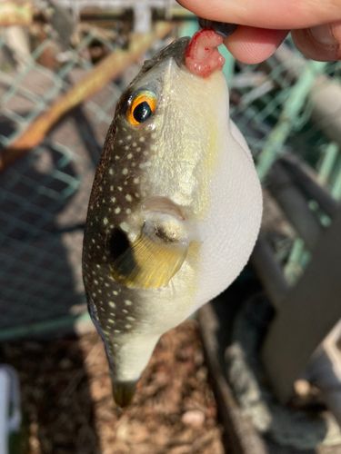 フグの釣果