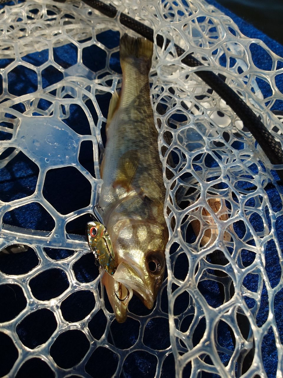 ラージマウスバス