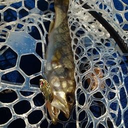 ラージマウスバス