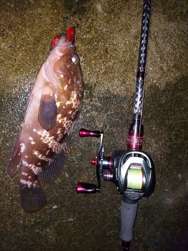 常滑りんくう釣り護岸