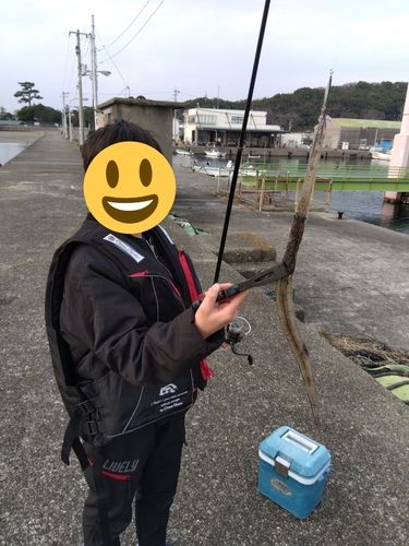 アオヤガラの釣果