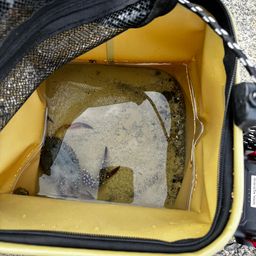 タイワンガザミ