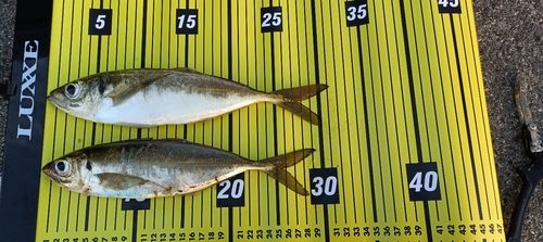 マアジの釣果