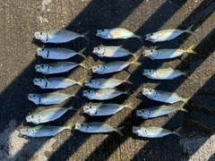 アジの釣果