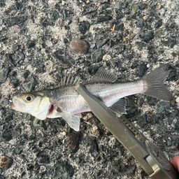 セイゴ（タイリクスズキ）