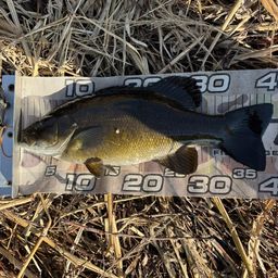 スモールマウスバス