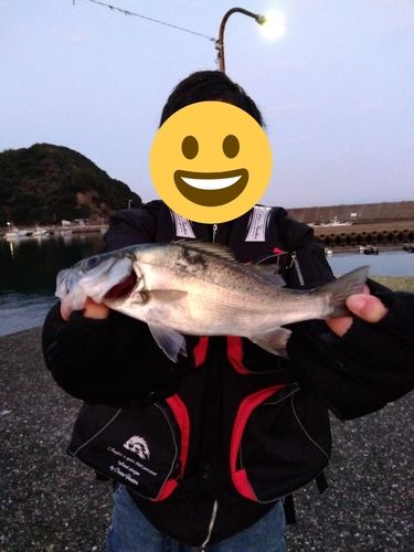 セイゴ（ヒラスズキ）の釣果