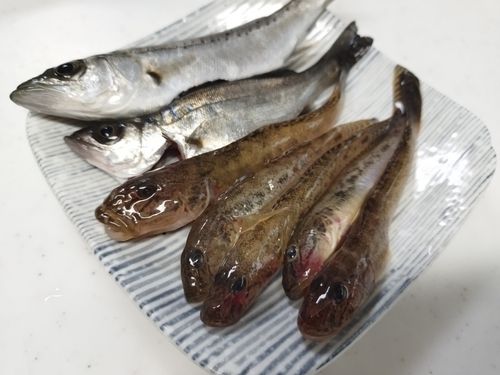 ハゼの釣果