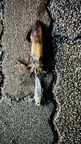 ヒイカの釣果