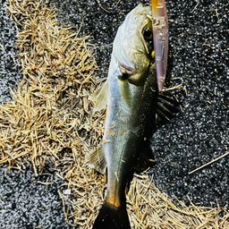 セイゴ（マルスズキ）