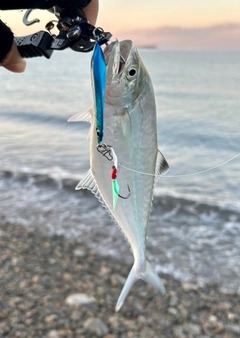 イケカツオの釣果