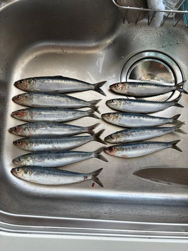 イワシの釣果
