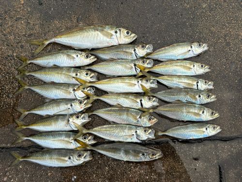 アジの釣果