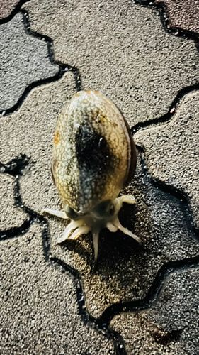 シリヤケイカの釣果