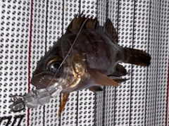 メバルの釣果