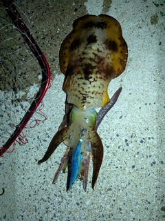アオリイカの釣果