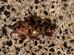 アラカブの釣果