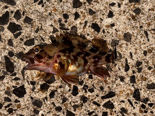 アラカブの釣果