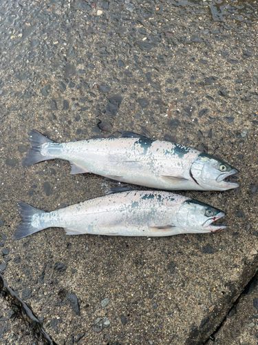 サクラマスの釣果
