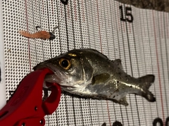 セイゴ（マルスズキ）の釣果