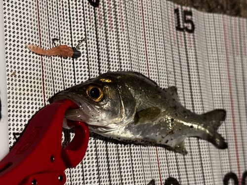 セイゴ（マルスズキ）の釣果