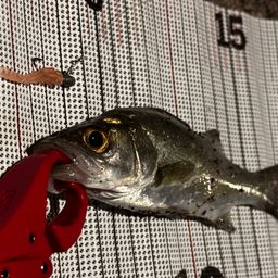 セイゴ（マルスズキ）