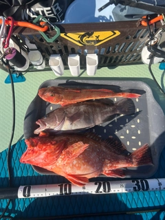 ウッカリカサゴの釣果