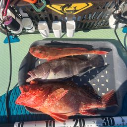 ウッカリカサゴ