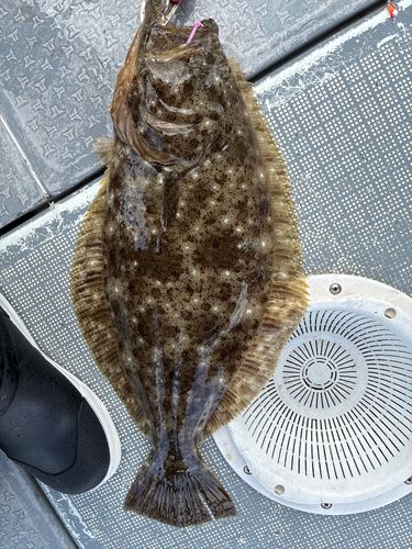 ヒラメの釣果
