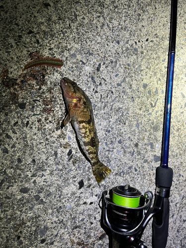 アイナメの釣果