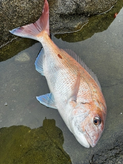 マダイの釣果