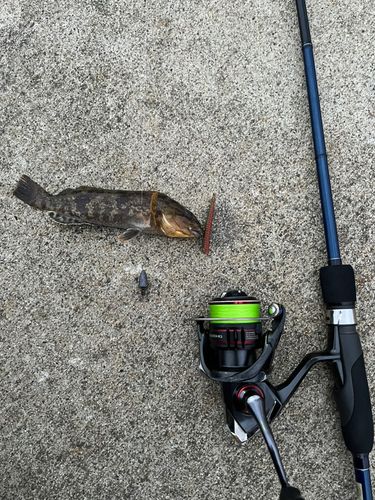 アイナメの釣果