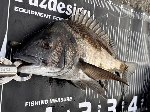 チヌの釣果