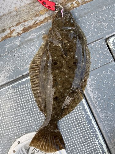 ヒラメの釣果