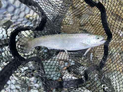 サクラマスの釣果