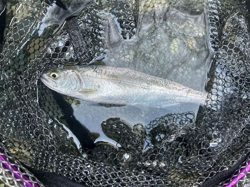 サクラマスの釣果