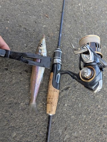 シロギスの釣果