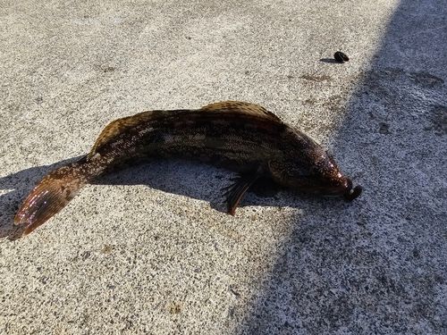 アイナメの釣果