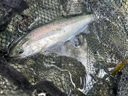 サクラマスの釣果