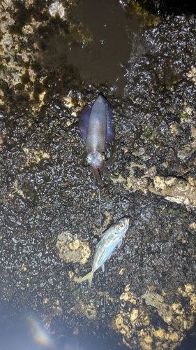 アオリイカの釣果