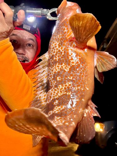 キジハタの釣果