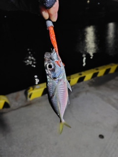 メアジの釣果