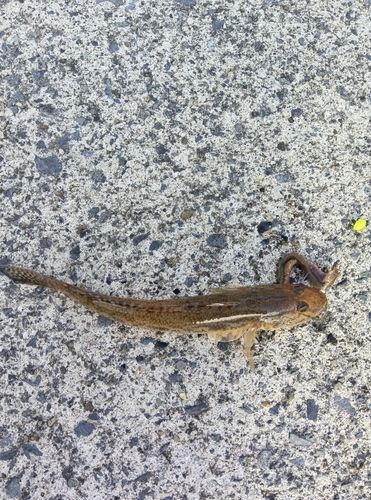 石巻漁港赤灯防波堤