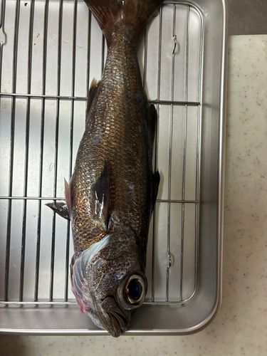 クロムツの釣果