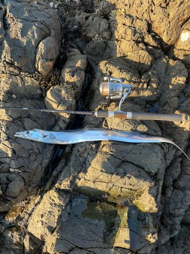 タチウオの釣果