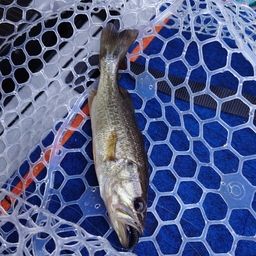 ラージマウスバス