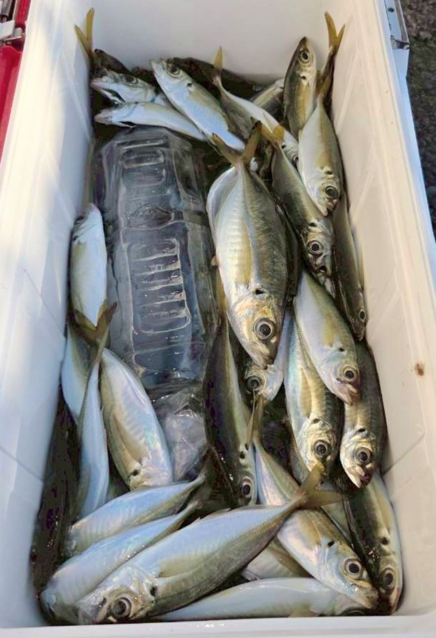 釣り船西野屋さんの釣果 3枚目の画像