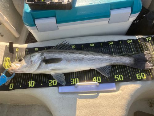 東京湾（富津〜金谷）