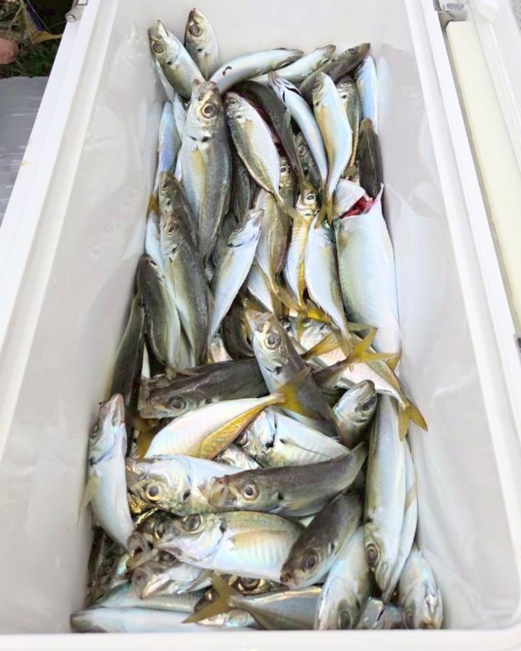 釣り船西野屋さんの釣果 3枚目の画像