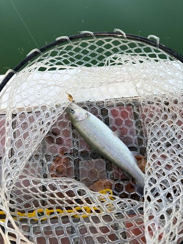 ニジマスの釣果